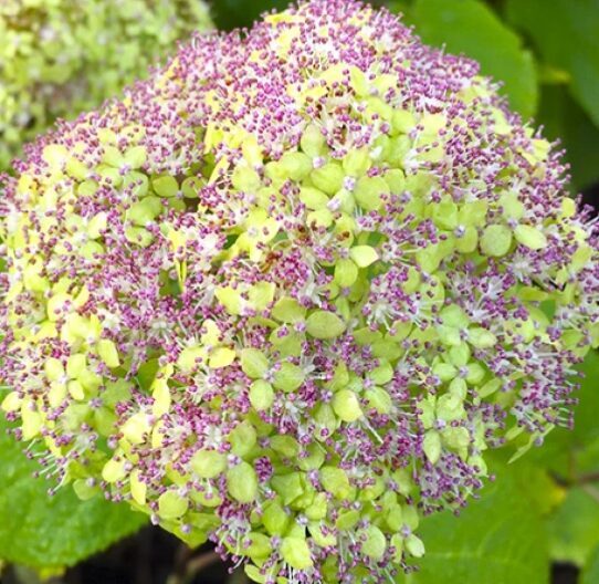 Kokevida hortenzija 'Lime Rickey' 